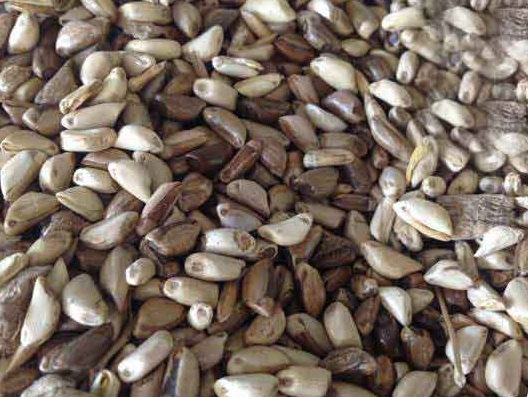 1625660570810363.jpg image.jpg