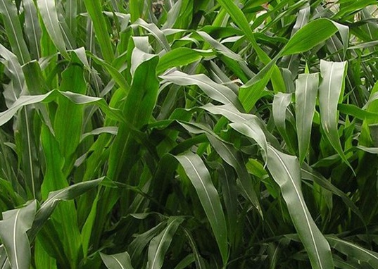 1625793786269441.jpg image.jpg