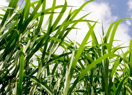 1626056966816121.jpg image.jpg