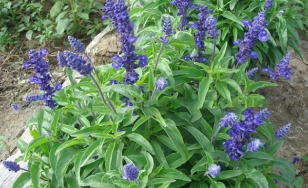 1577432024281371.jpg 2_副本.jpg