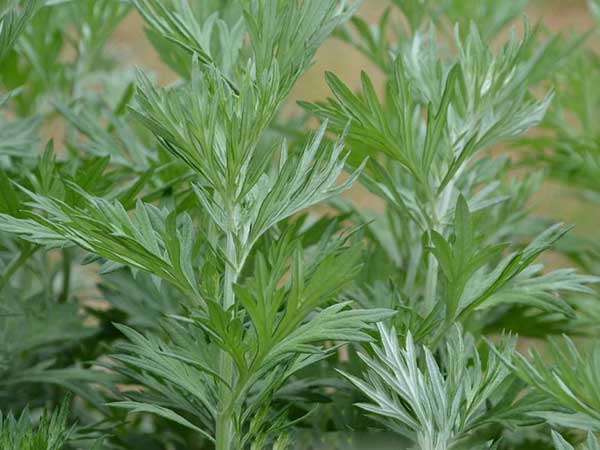 艾草種子發(fā)芽出苗圖片 艾草種子發(fā)芽出苗圖片