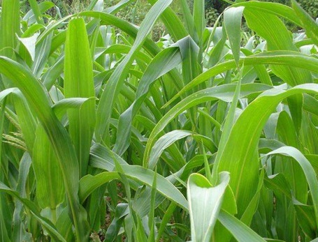 1626081455478149.jpg image.jpg