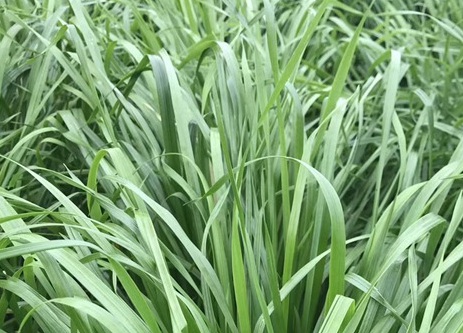 1626082060183923.jpg image.jpg