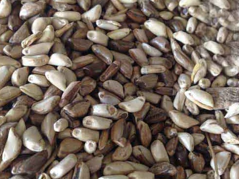 1626179983352106.jpg image.jpg