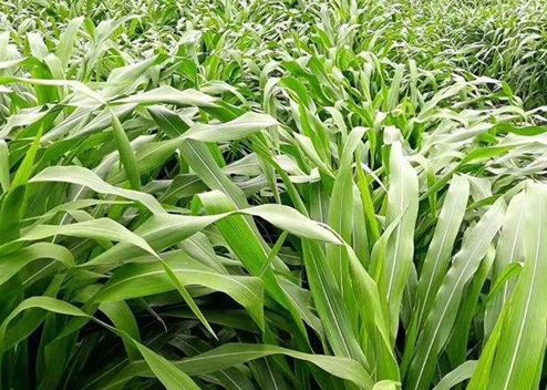 1626180002914848.jpg image.jpg