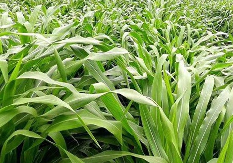 1626185939423849.jpg image.jpg