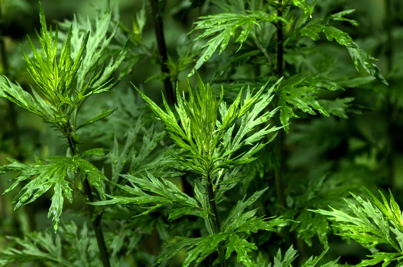 1626254488874713.jpg image.jpg