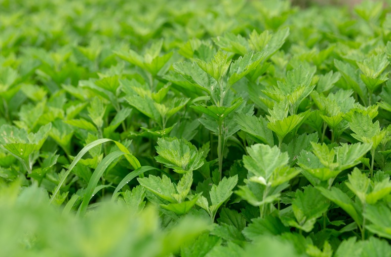 1626254511584912.jpg image.jpg