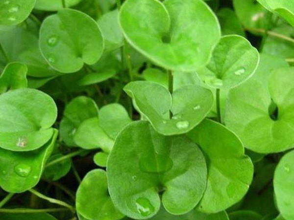 草坪常見品種——你知道的有幾種？