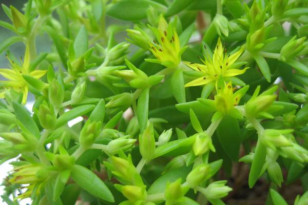 佛甲草的養(yǎng)殖方法和注意事項