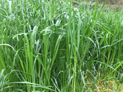 1626404089306729.jpg image.jpg