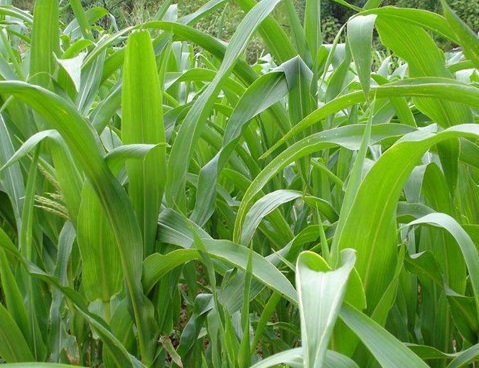 1626404348390478.jpg image.jpg