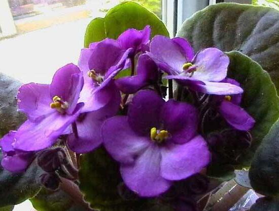 常見的紫色花有哪些,盤點(diǎn)15種最神秘最高貴的美麗花朵