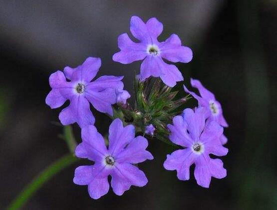 常見的紫色花有哪些,盤點(diǎn)15種最神秘最高貴的美麗花朵
