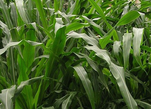 1626536617144496.jpg image.jpg