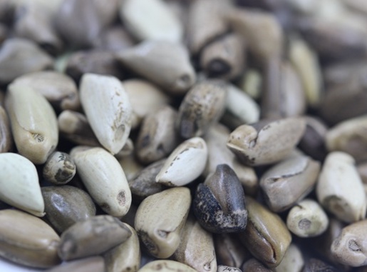 1626536630992959.jpg image.jpg