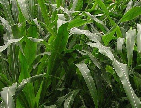 1626537002959984.jpg image.jpg