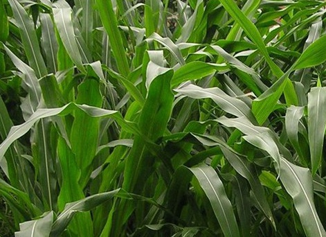 1626537229326520.jpg image.jpg