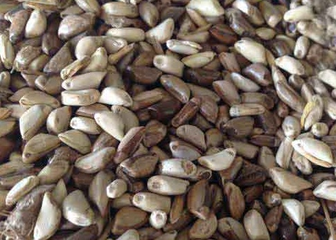 1626537240591850.jpg image.jpg