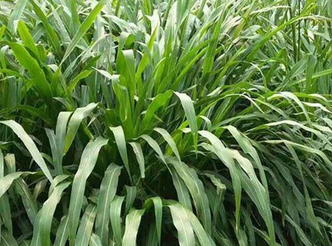 1626537279224030.jpg image.jpg