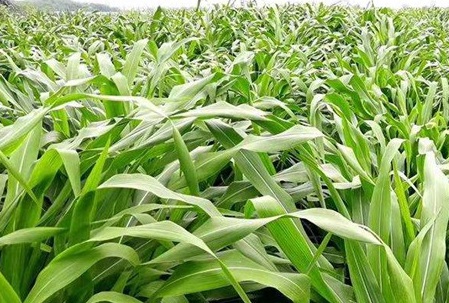 1626702916257607.jpg image.jpg