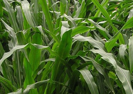 1626702929766339.jpg image.jpg