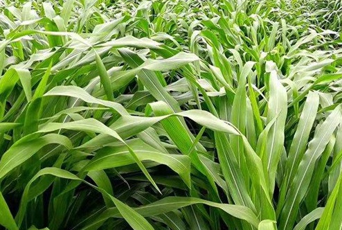 1626703079514993.jpg image.jpg