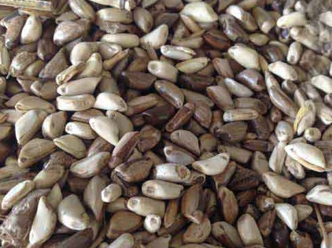 1626703163745355.jpg image.jpg