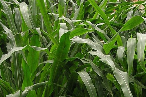 1626703175538290.jpg image.jpg