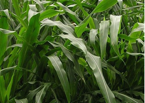 1626703327998316.jpg image.jpg