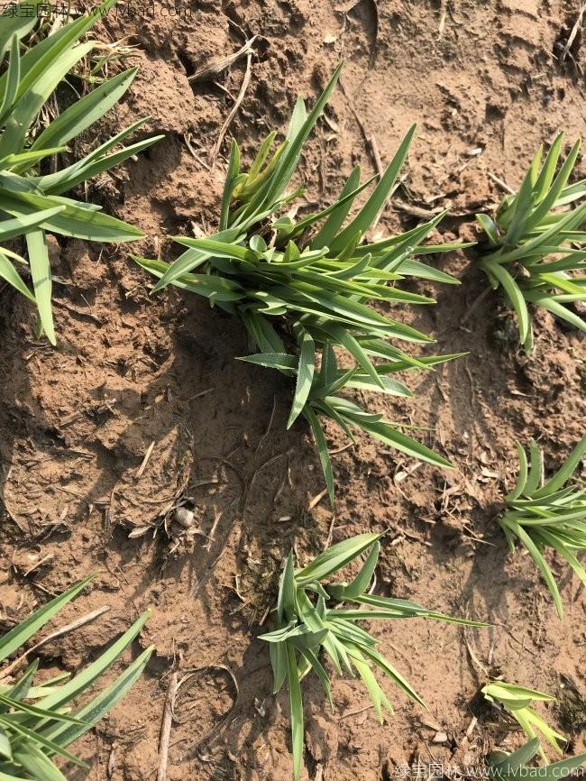 金娃娃萱草 金娃娃萱草