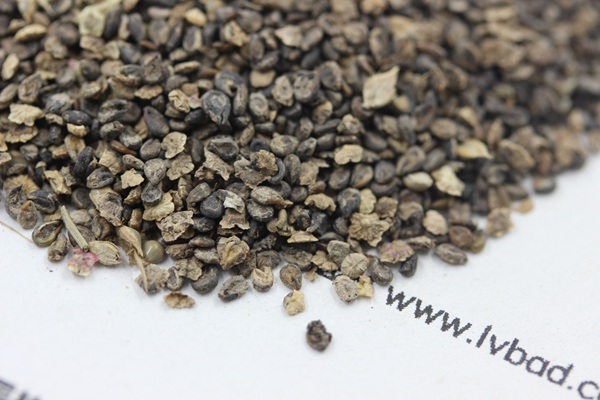 地膚種子 地膚種子