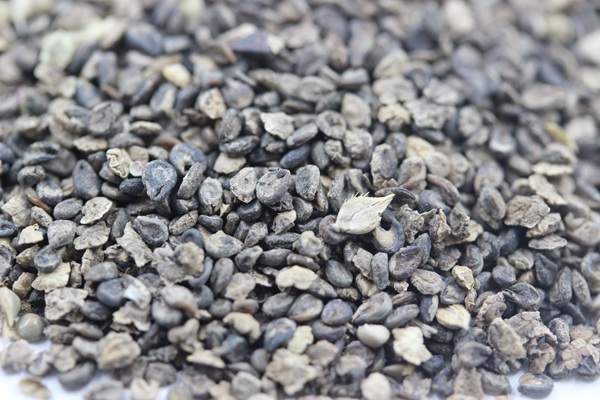 地膚種子 地膚種子