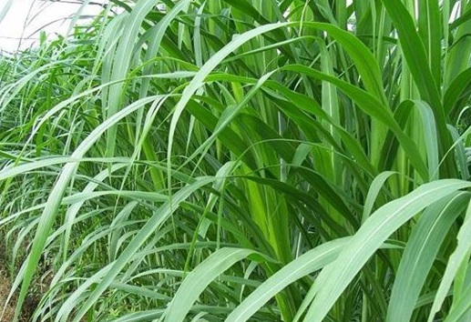 1626868493731299.jpg image.jpg