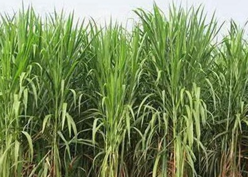 1626868574574290.jpg image.jpg