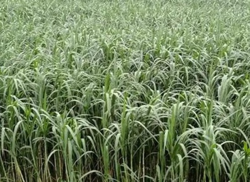 1626869068170414.jpg image.jpg