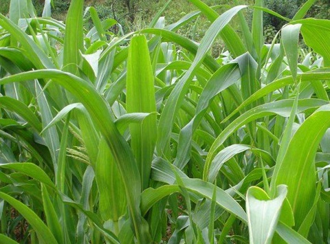 1626869796323175.jpg image.jpg