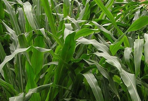 1626870436550479.jpg image.jpg