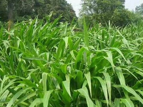 1626870445458117.jpg image.jpg