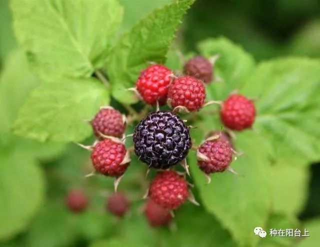 小漿果覆盆子配上勿忘草,既是美麗搭配,又是防病蟲秘笈 小漿果覆盆子配上勿忘草,既是美麗搭配,又是防病蟲秘笈