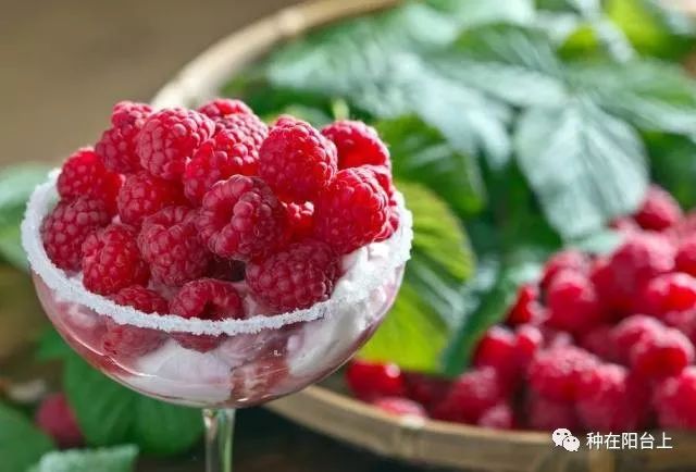 小漿果覆盆子配上勿忘草,既是美麗搭配,又是防病蟲秘笈 小漿果覆盆子配上勿忘草,既是美麗搭配,又是防病蟲秘笈
