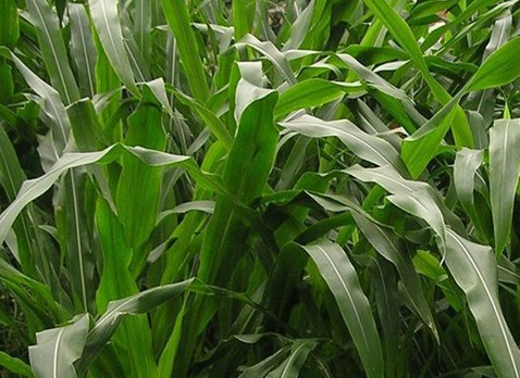 1626957245543982.jpg image.jpg