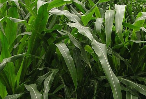 1626957282775570.jpg image.jpg