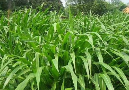 1626957499561672.jpg image.jpg