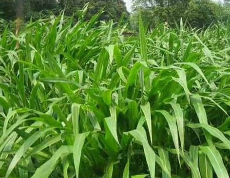 1626957517662352.jpg image.jpg