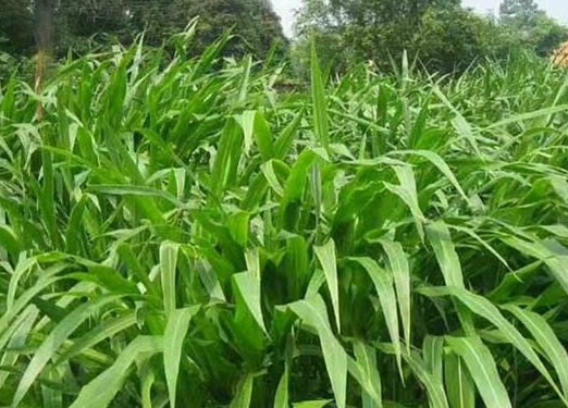 1626957617728191.jpg image.jpg