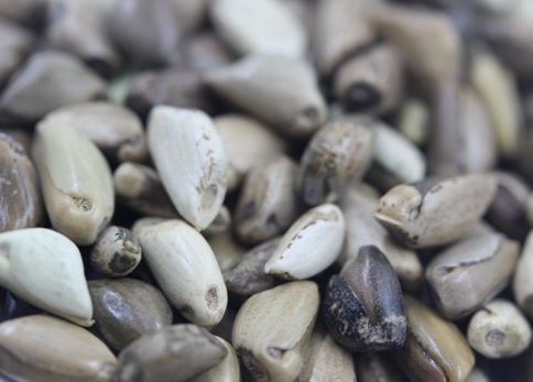 1626957638649693.jpg image.jpg