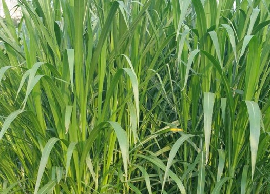 1626957755475580.jpg image.jpg