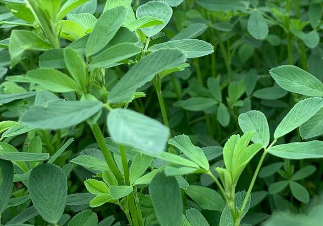 苜蓿畝產干草多少噸 苜蓿畝產干草多少噸