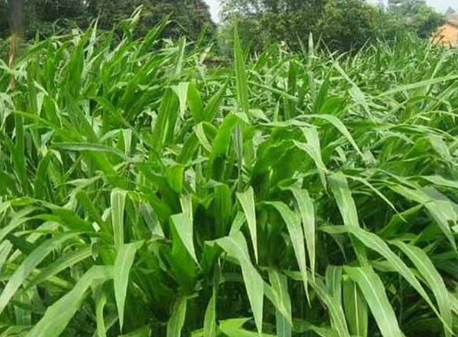 1627037996380410.jpg image.jpg